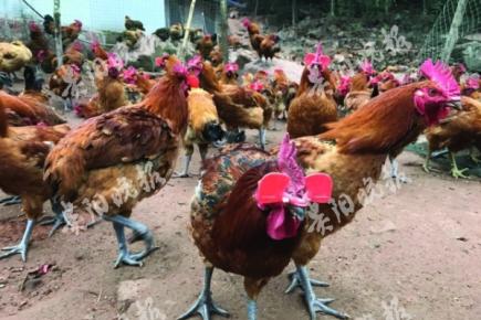 习水国家级自然保护区：原始森林中养殖眼镜鸡